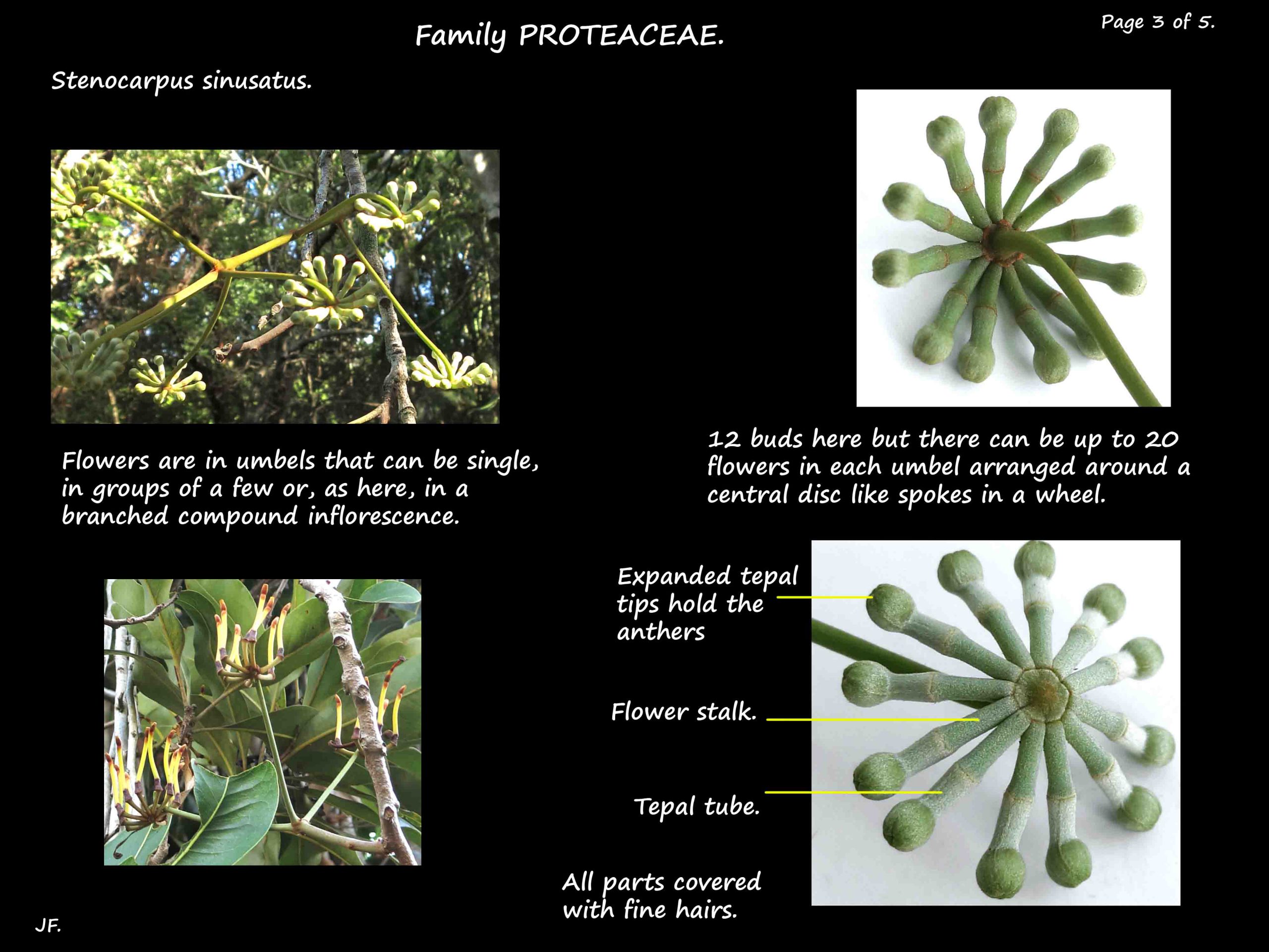 3 Stenocarpus inflorescences